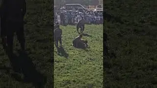 Suluova Yağlı Pehlivan G&uuml;reşleri 169
