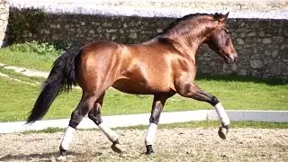 Andalusian horse for sale - Prospect for dressage