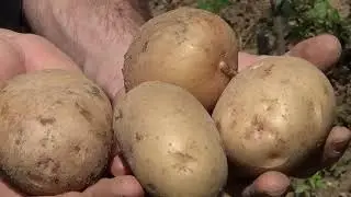 A hópehely burgonya is hozta a formáját! Szabi Zoli (szazo)