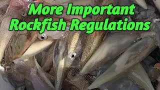 More important Rockfish regulations: I can't go fishing because I forgot this...