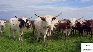 Texas Longhorns Save America