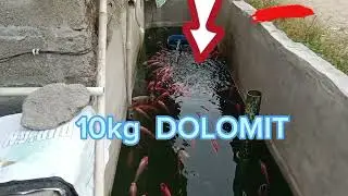 Tebar ikan di kolam baru mati masal,,!! pake DOLOMITE,,,!!! #subscribe 👌🙏