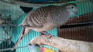 Hampir Semua Perkutut Bangkok Respon Dengan Suara Ngerot Dan Nutut Perkutut Bangkok yang Satu Ini