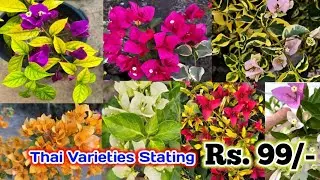 Wholesale plant Market Bougainvillea flower || Cheapest Plant market in India 9874446688