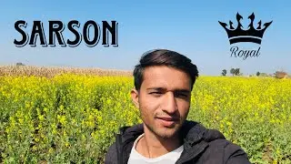 Sarson (सरसों) Sarson ka Khet #farming #farminglife @rohiitpatel 