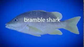 How to pronounce bramble shark