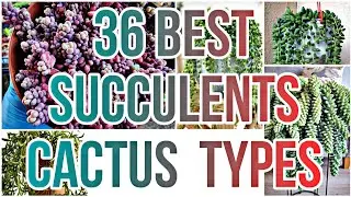 36 BEST SUCCULENTS  CACTUS TYPES  HANGING  PLANTS | TRAILING SUCCULENTS