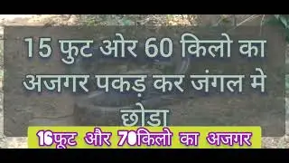 snake catcher, national geographic, documentary, wild, Cobra bite, Snake bite, King Cobra attack,