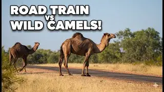 Incredible Outback Wildlife: Camels, Eagles & A Road Train Close Call!