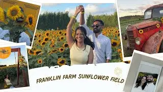 Sunflower Field🌻 | Summer in New Zealand | Yesi & Mashi
