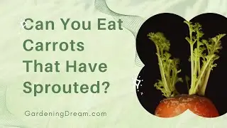 Can You Eat Carrots That Have Sprouted