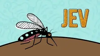 Japanese encephalitis virus (JEV) &ndash; Mozzies aren&rsquo;t just annoying
