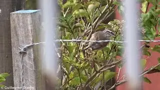 Plain-mantled Tit-Spinetail (Leptasthenura aegithaloides) | Tijeral | Comunidad El Puquio (CHILE)