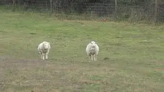 Shaking Sheep near Walberswick National nature Reserve Suffolk UK 7Jan19 1p 2160p 4k