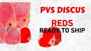 3&rdquo;| MALAYSIAN DISCUS | Imported discus | PVS DISCUS | Hi quality Discus in India | highest collectio