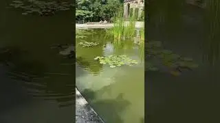 #Shorts -  Observation de Gallinule poule d'eau  (No sound)