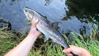Pink Salmon Catch/Release Vancouver Island