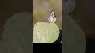 Cactus Wren Serenades On a Prickly Pear Perch..Say It 5 Times Fast 🌵🐤🍐