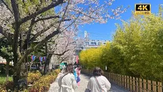 Cherry Blossoms Along the River 🌸 Sumida Park Tokyo Spring Walk 2025