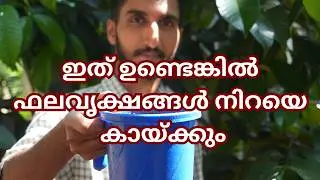 ഇത് ഉണ്ടെങ്കിൽ ഫലവൃക്ഷങ്ങൾ നിറയെ കായ്ക്കും