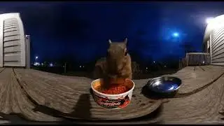 squirrels spicy ramen meltdown