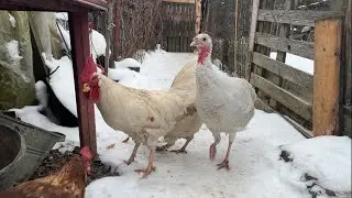 🦃 Hens-VLOGS :1210
