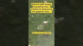 😱The Clever Turtle 🐢👌✨ #viral #shorts #youtubeshorts #amazing #turtle