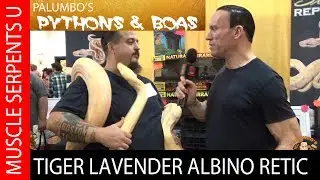 Tiger Lavender Albino Reticulated Python: REPTICON- Fort Myers- Part 1