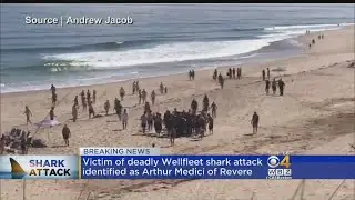 Man Killed In Wellfleet Shark Attack Identified