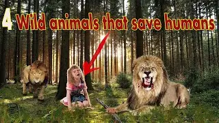 4 Amazing Animal Stories of Saving Their Owners in Urdu/Hindi | 4 Wild animals that save humans