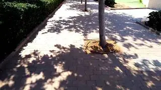 Learning to longboard on my new #boardup. Zig zagging through the the trees!