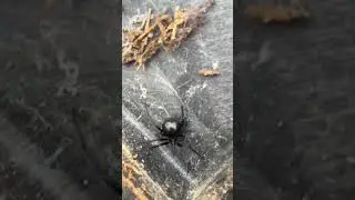 Dangerous spider under water trough!