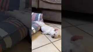 Aww animals so cute, Cat - Cute & Cat & dog  Video's #cuteanimals #animals #awwanimals