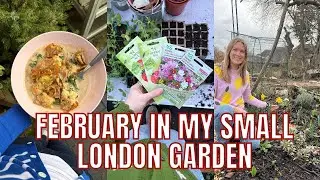 FEBRUARY IN MY SMALL LONDON GARDEN / EMMA'S SUNDAY DIARIES
