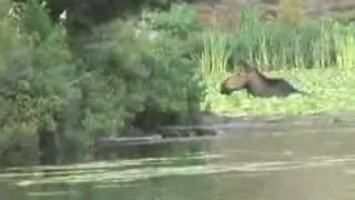 Moose in Blind River