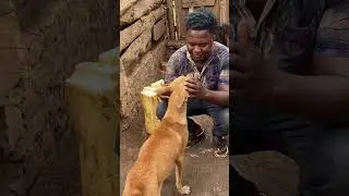 #dog #pets #voiceless #animaldog #pup #doglover #loveforvoiceless #dogbreeds #animals #voiceless