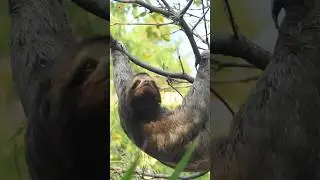 Sloth Sounds 🦥