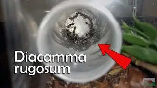 New Diacamma Rugosum Colony & Formicarium