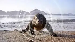 JUNGLE GENERIC PROMO