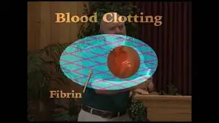 Ep 26 - Is Blood Clotting Evidence of Design or Evolution?
