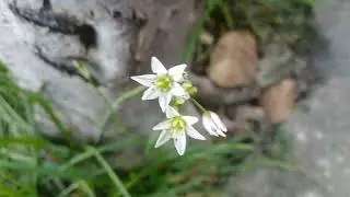 Alho-Falso/(Nothoscordum bivalve) (L.) Britton.[Ler Descri&ccedil;&atilde;o]#plantas