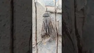 TABANUS LINEOLA INSECT ( BIG FLY )