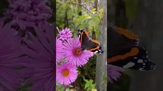 Autumn Garden Walk: Les Jardins Fruitiers | Near Metz, France