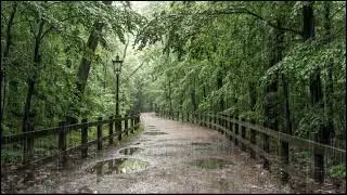 Soft Rainfall on Forest Canopy | Calming Nature Sounds for Deep Sleep