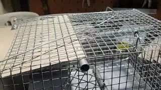 #windmillray another rat and Myna bird trap.