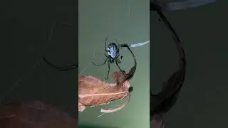 Leaf-Curling Spider
