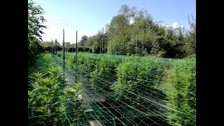 CBD Outdoorgrow 24.08.2022 @NaturgartenEuring  #&ouml;sterreich