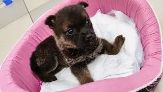 Puppy Had Been Born with an Extraordinarily Rare Congenital Defect