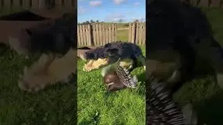 Before the Break, a Porcupine Defends Home🦔🐊휴식 시간 전에, 고슴도치가 자신의 보금자리를 지킨다.#porcupine #crocodile