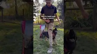 HOW TO TEACH YOUR DOG TO WEAVE!